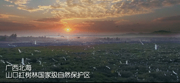 100秒!带你打卡祖国红树林美景 100秒!带你打卡祖国红树林美景