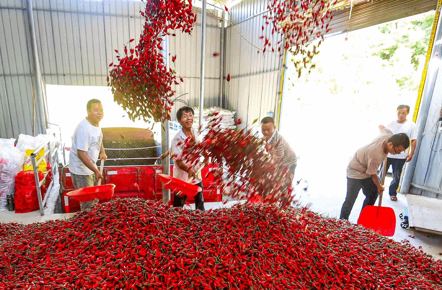 县县有特色,小城经济各亮绝招 农业动图.GIF