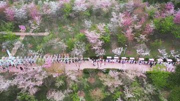 从赏花“流量”到消费“增量” “春日经济”持续升温