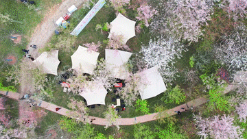 从赏花“流量”到消费“增量” “春日经济”持续升温