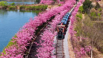 从赏花“流量”到消费“增量” “春日经济”持续升温