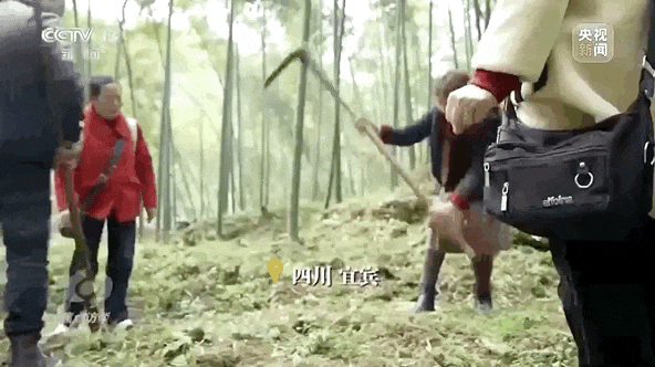 全民“追花地图”!原来有这么多“花样”玩法