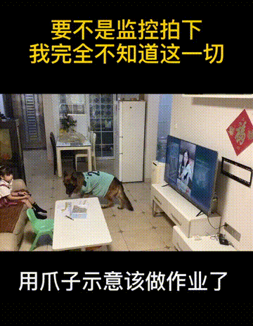 上海男子花7000元送狗狗学礼仪？后续：还是被咬了，但是不弃养