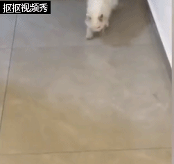 主人去世猫咪绝食而亡，网友评论泪目了