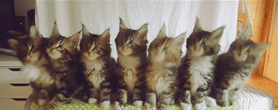 铲屎官返乡,崽子要寄养还是托人上门喂?专家这样说… 铲屎官返乡,崽子要寄养还是托人上门喂?专家这样说…