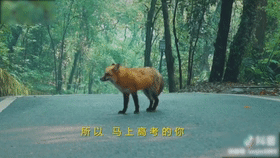 高清画面!武大网红小狐狸过年又胖了?网友:快找个伴 高清画面!武大网红小狐狸过年又胖了?网友:快找个伴