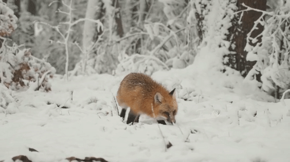 高清画面!武大网红小狐狸过年又胖了?网友:快找个伴 高清画面!武大网红小狐狸过年又胖了?网友:快找个伴