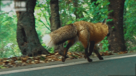 高清画面!武大网红小狐狸过年又胖了?网友:快找个伴 高清画面!武大网红小狐狸过年又胖了?网友:快找个伴