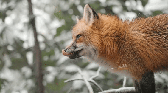 高清画面!武大网红小狐狸过年又胖了?网友:快找个伴 高清画面!武大网红小狐狸过年又胖了?网友:快找个伴