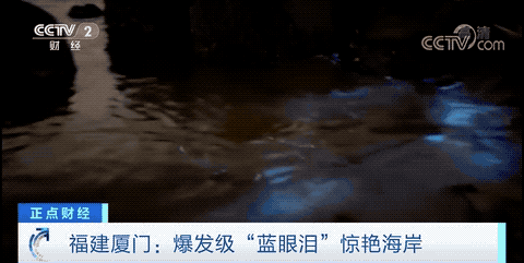 罕见！爆发级“蓝眼泪”惊艳这个海岸！太美太梦幻