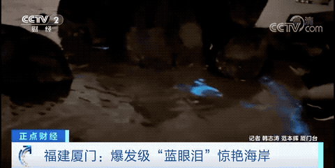 罕见！爆发级“蓝眼泪”惊艳这个海岸！太美太梦幻