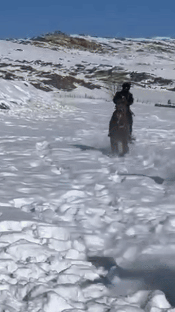 飒！新疆特警驭马踏雪训练画面曝光，场面超燃
