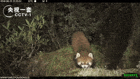 既萌又凶?可以盯着这些小动物看一整天 既萌又凶?可以盯着这些小动物看一整天