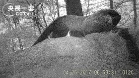 既萌又凶?可以盯着这些小动物看一整天 既萌又凶?可以盯着这些小动物看一整天