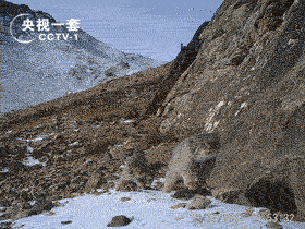 既萌又凶?可以盯着这些小动物看一整天 既萌又凶?可以盯着这些小动物看一整天