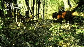 既萌又凶?可以盯着这些小动物看一整天 既萌又凶?可以盯着这些小动物看一整天