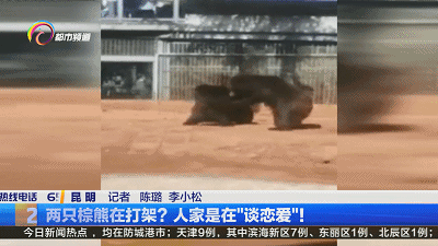圆通山两只棕熊打架？不！是在谈恋爱~