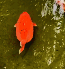 景区的鱼“猪里猪气”火了