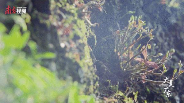 二十四节气里的广东究竟有多美? 二十四节气里的广东究竟有多美?