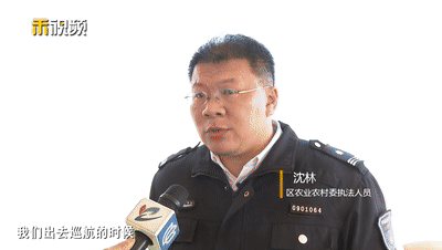 数量仅大熊猫的一半稀罕的它在崇明频现