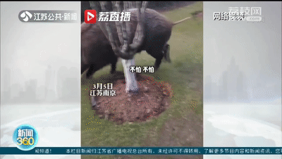 野猪定时在公园摇尾乞食，市民带馒头近距离投喂，危险！