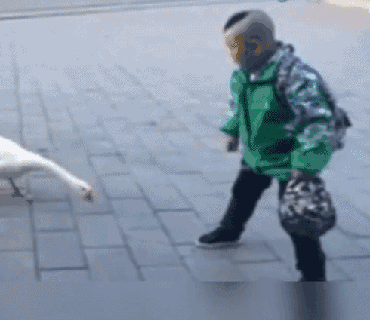 高校体育生下湖游泳,被黑天鹅“暴揍” 高校体育生下湖游泳,被黑天鹅“暴揍”