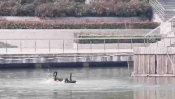 高校体育生下湖游泳,被黑天鹅“暴揍” 高校体育生下湖游泳,被黑天鹅“暴揍”