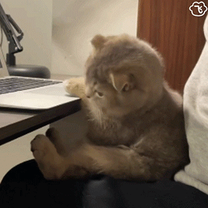 高校体育生下湖游泳,被黑天鹅“暴揍” 高校体育生下湖游泳,被黑天鹅“暴揍”