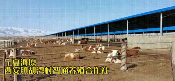 当代年轻人返乡现状：95后成了非遗传承人，90后变养牛大户……