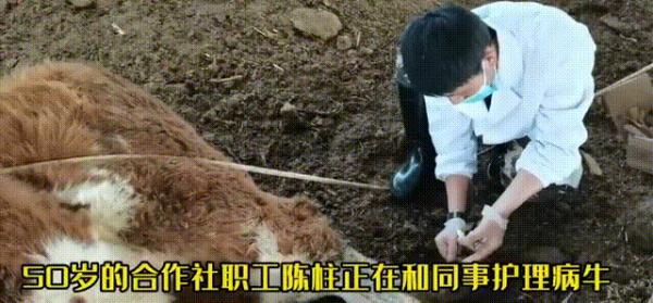 当代年轻人返乡现状：95后成了非遗传承人，90后变养牛大户……