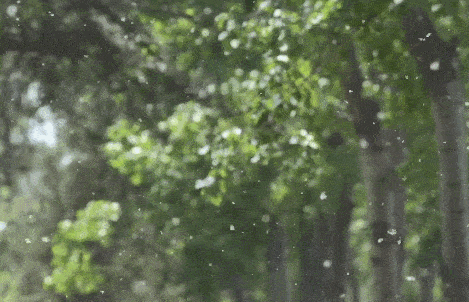 高能预警!收好飞絮季防护指南 高能预警!收好飞絮季防护指南