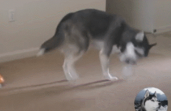 广州白云宠物临时安置点已启用，免费申请指引↓↓↓