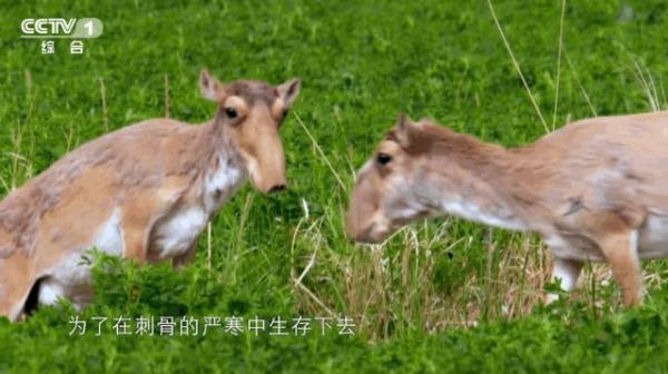 “马拉松冠军”“隐身能手”，动物们还有哪些你不知道的生存技巧？