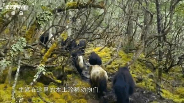 “马拉松冠军”“隐身能手”，动物们还有哪些你不知道的生存技巧？