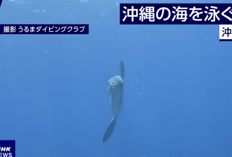 日本冲绳海域现翻车鱼 体型巨大形似货车