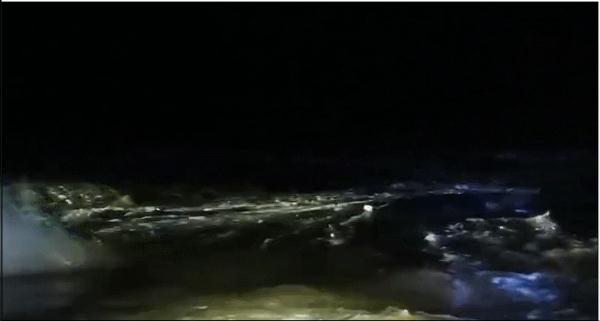 20小时接力救援，搁浅的抹香鲸成功回归大海