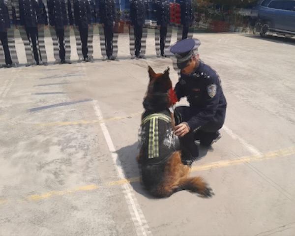 警犬在它的退役现场做了一个动作，让人瞬间泪目……