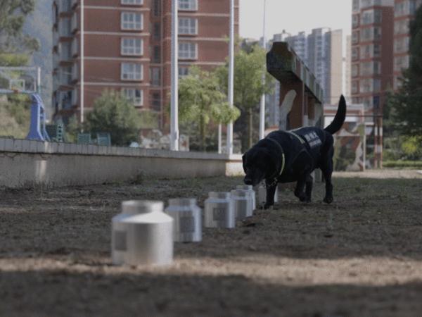 警犬在它的退役现场做了一个动作，让人瞬间泪目……