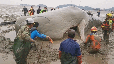 20小时接力救援，搁浅的抹香鲸成功回归大海