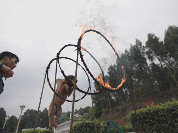警犬在它的退役现场做了一个动作，让人瞬间泪目……
