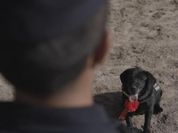 警犬在它的退役现场做了一个动作，让人瞬间泪目……