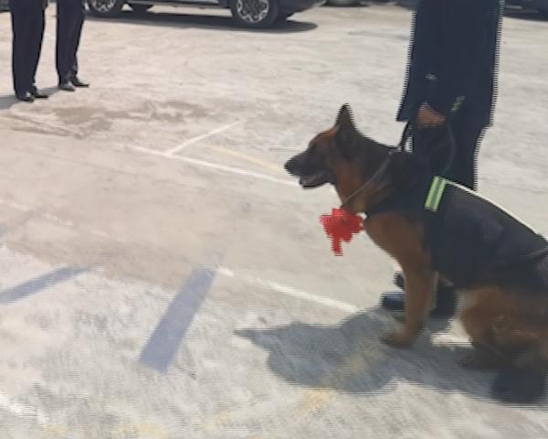 警犬在它的退役现场做了一个动作，让人瞬间泪目……