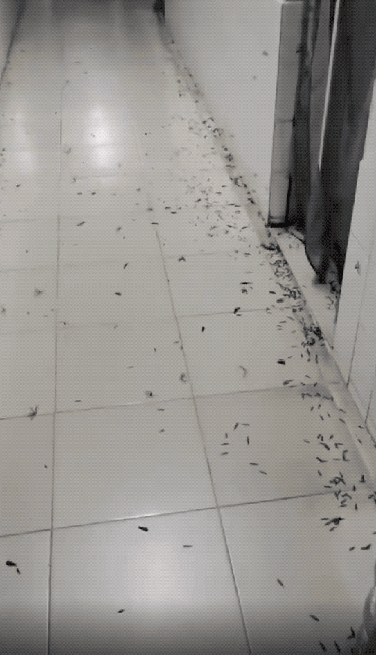 小心！这些小飞虫又成群出现！广州未来几日高温+雨雨雨…