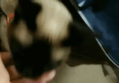 被主人带进方舱的猫猫，顺利毕业啦