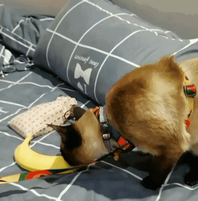 被主人带进方舱的猫猫，顺利毕业啦