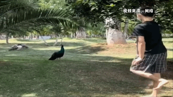 男生与孔雀“斗舞”！这个云艺学生在网上火了