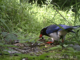 羽色艳丽，美貌非凡！鸟类中的“颜值担当”了解一下