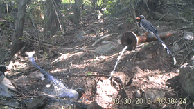 羽色艳丽，美貌非凡！鸟类中的“颜值担当”了解一下