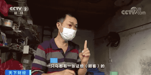 宠物鹦鹉火了！一只卖到2000元！注意：这样做可能违法