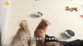 女子一年花15万收养16只流浪狗，父亲：女儿养狗不养爹